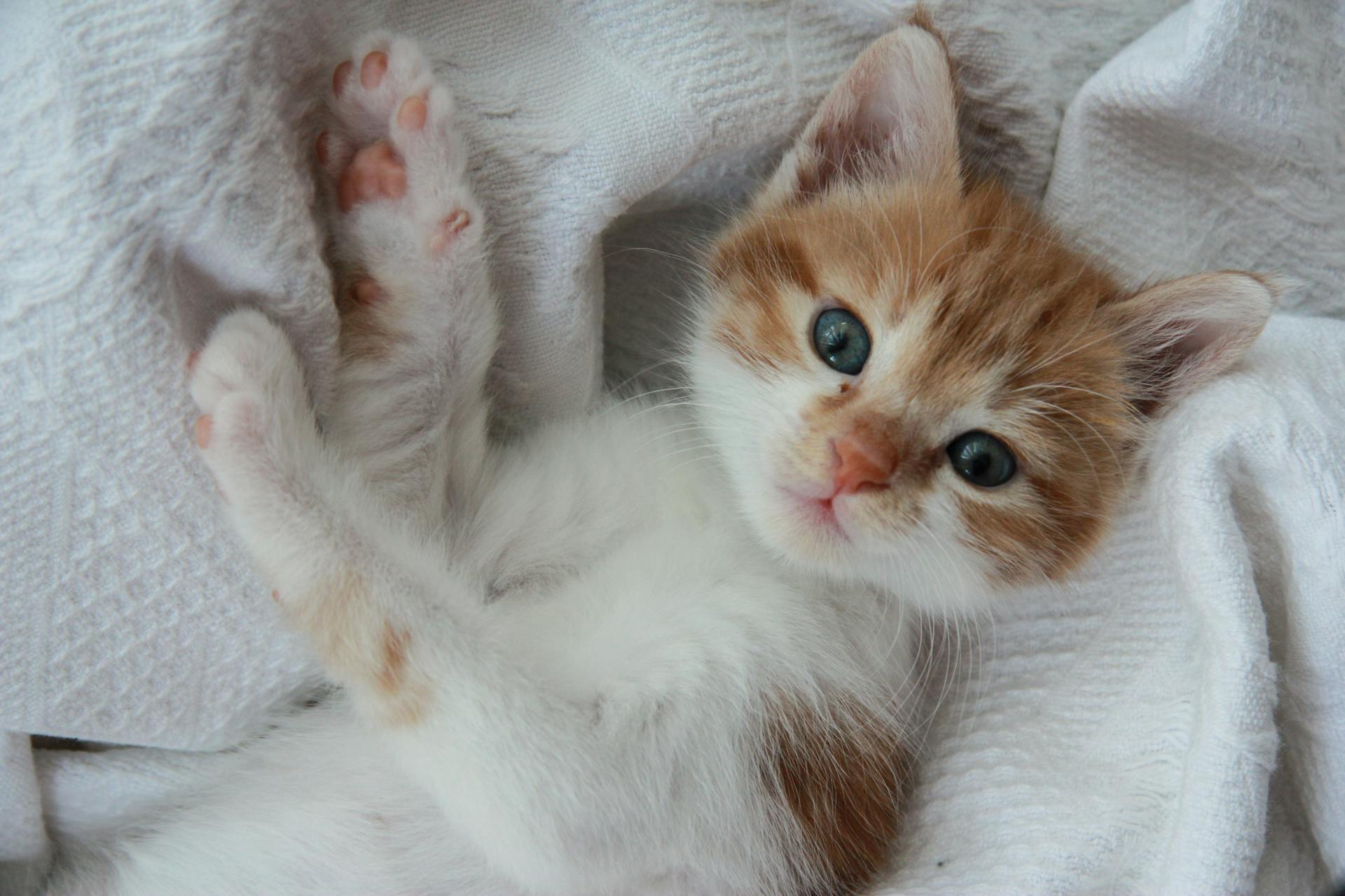 Adorable kittens