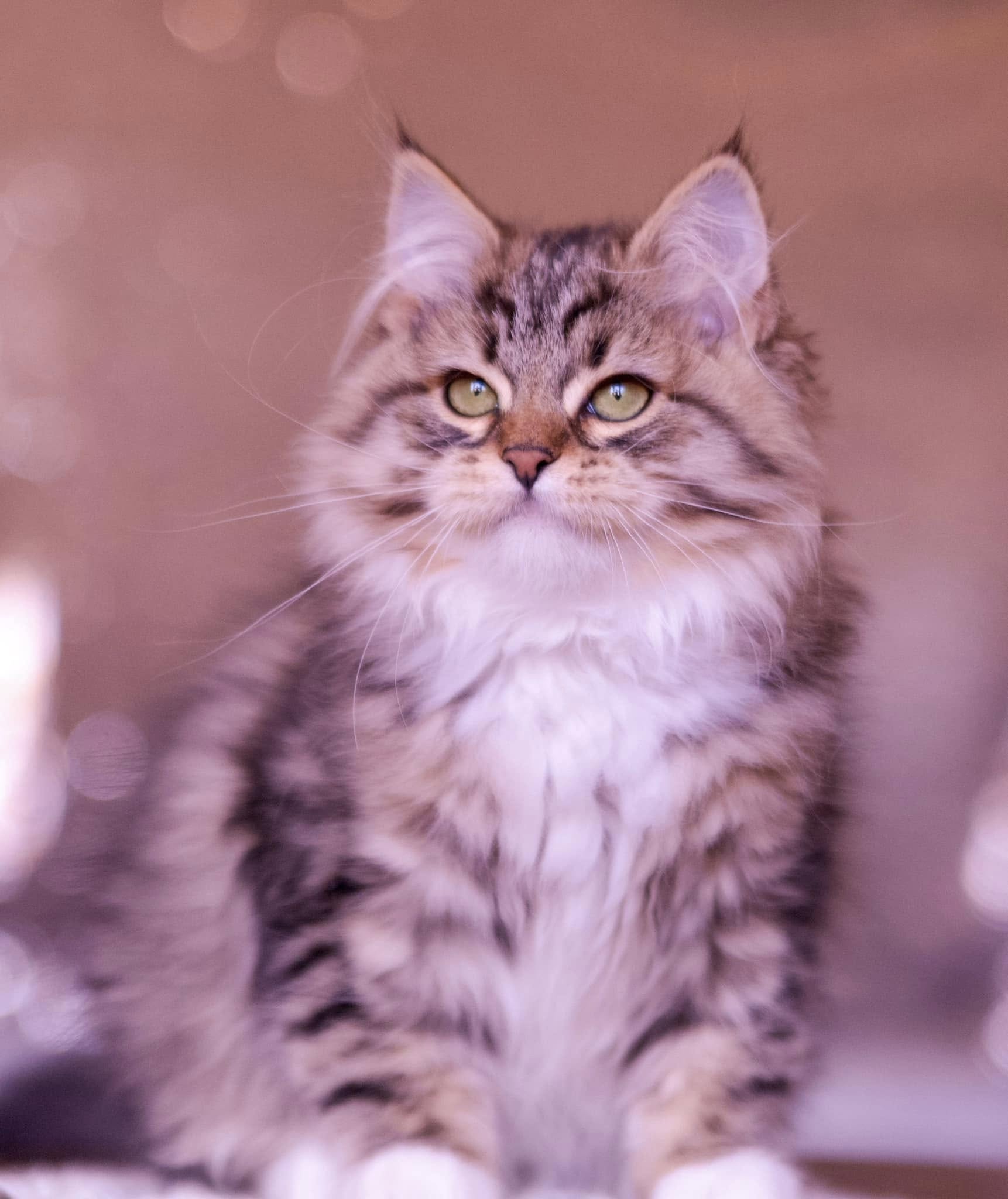 Astera Kittens