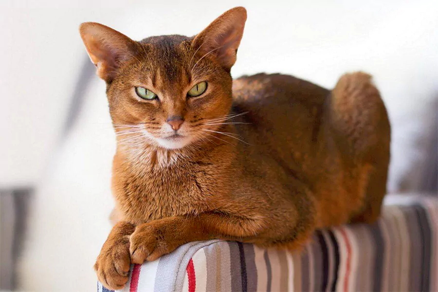 Abyssinian Kittens kitten