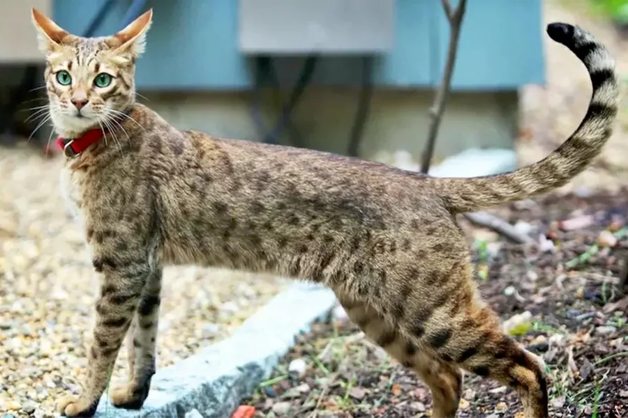 Ashera Cats kitten