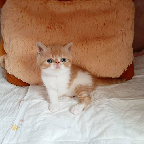 BELLA