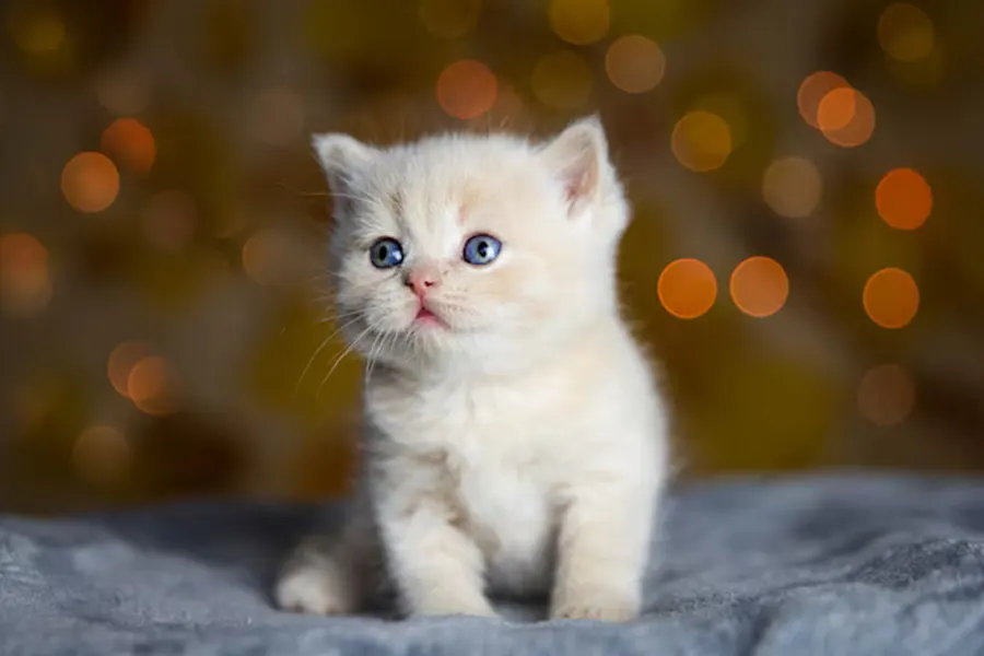 British Short Hair Kitten kitten