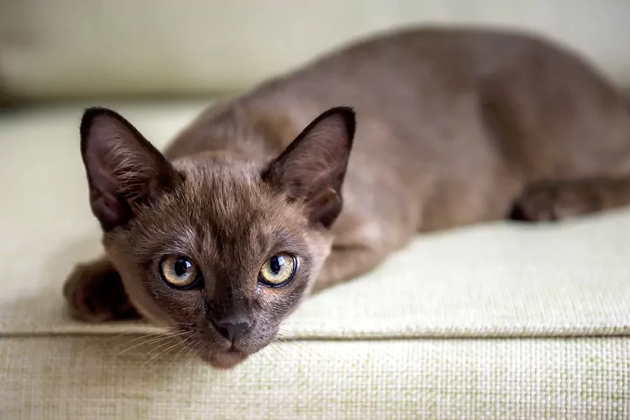 Burmese Kittens kitten