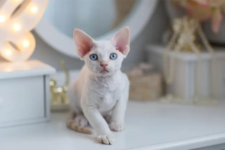 Devon Rex Kittens kitten