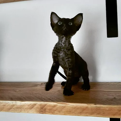 Elvis
