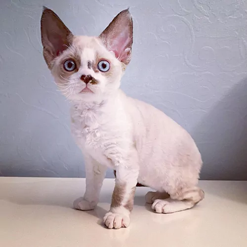 Loki