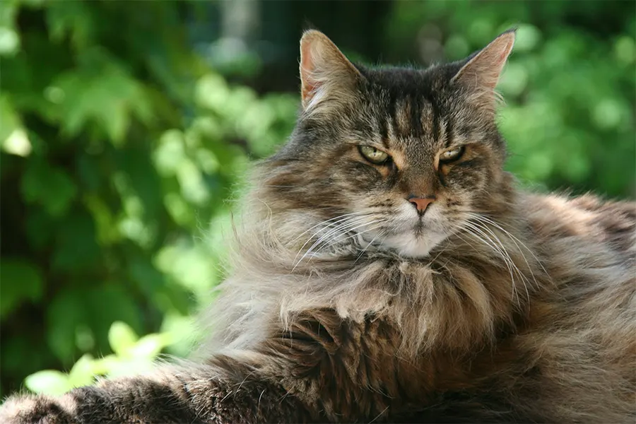 Maine Coon Kitten kitten