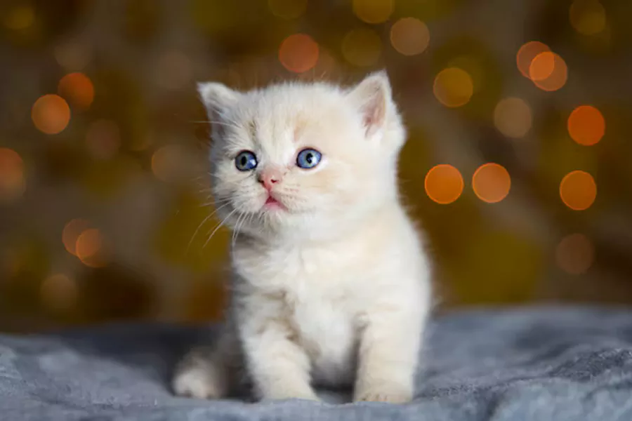 Munchkin Kittens kitten
