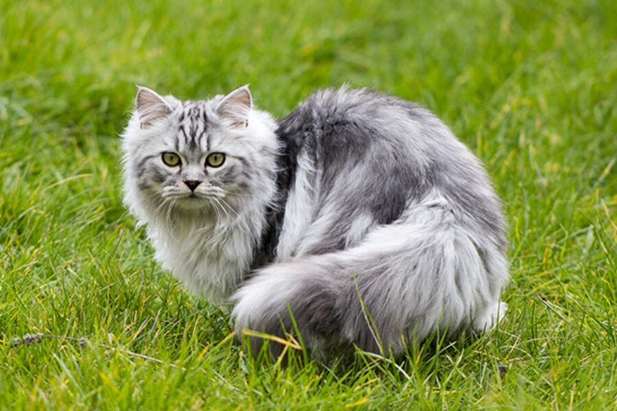 Persian Kittens kitten