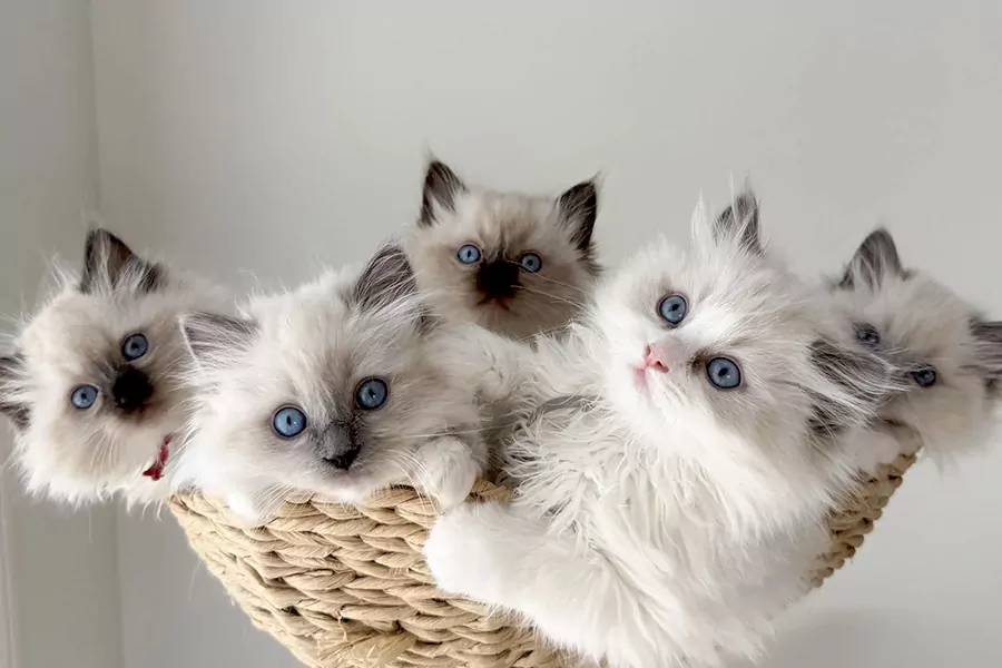 Ragdoll Kittens kitten