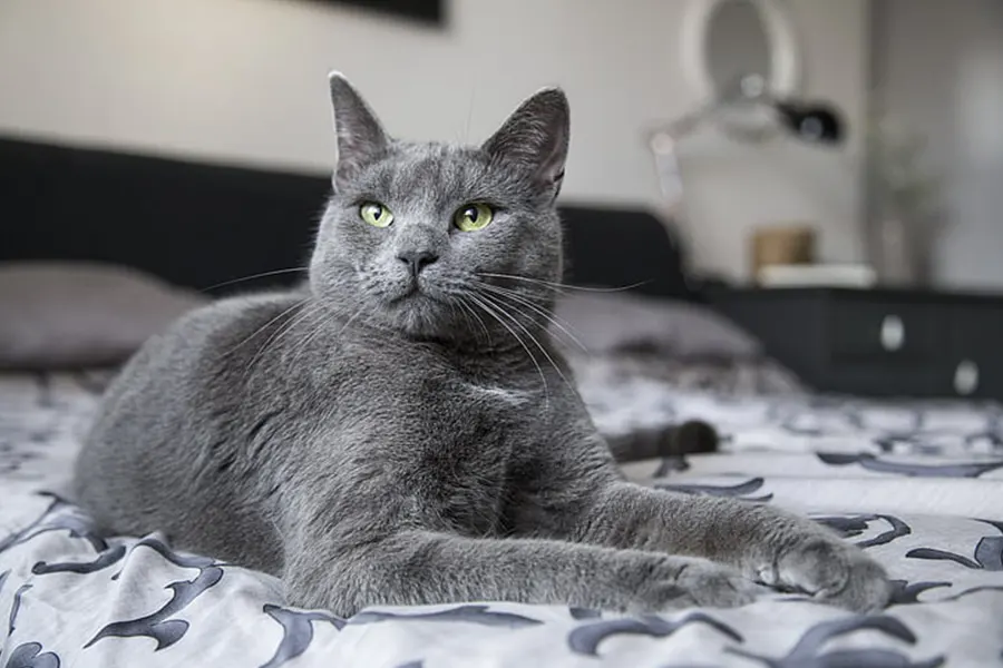 Russian Blue Kittens kitten