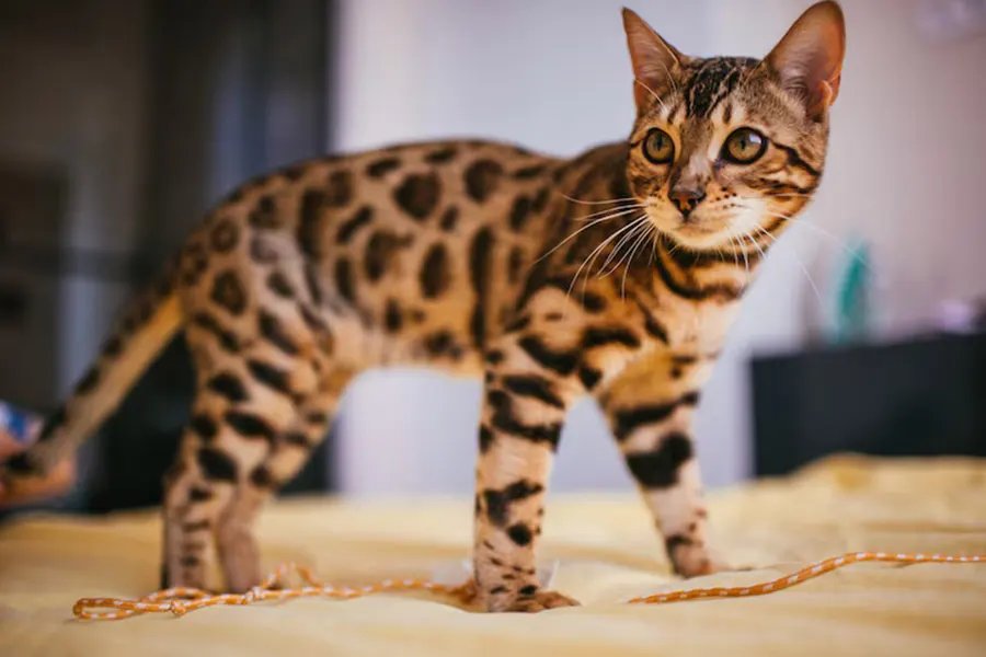 Savannah Kitten kitten