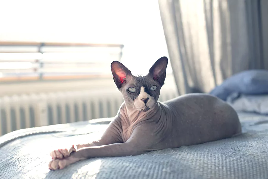 Sphynx Kittens kitten