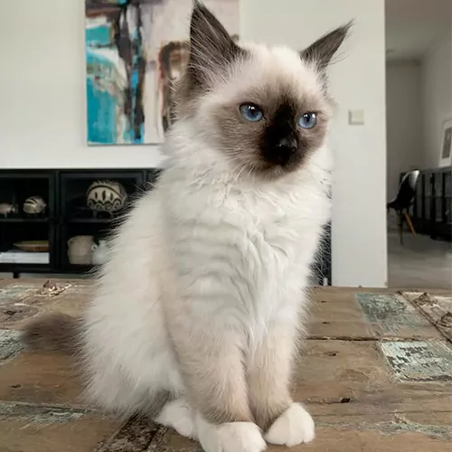 NICO